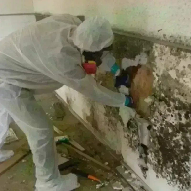 Mold Remediation and Removal in Dallas, NC